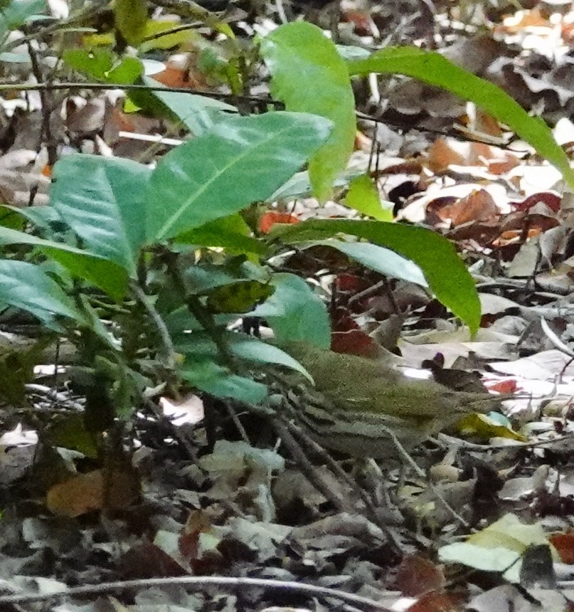 Ovenbird - ML618000698