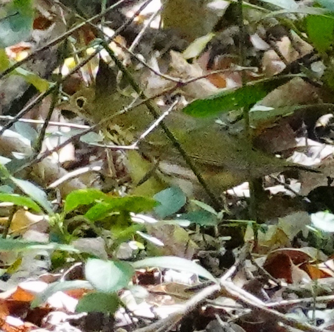 Ovenbird - ML618000699