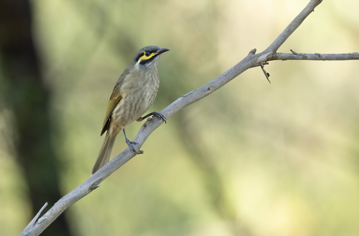 Yellow-faced Honeyeater - ML618000754