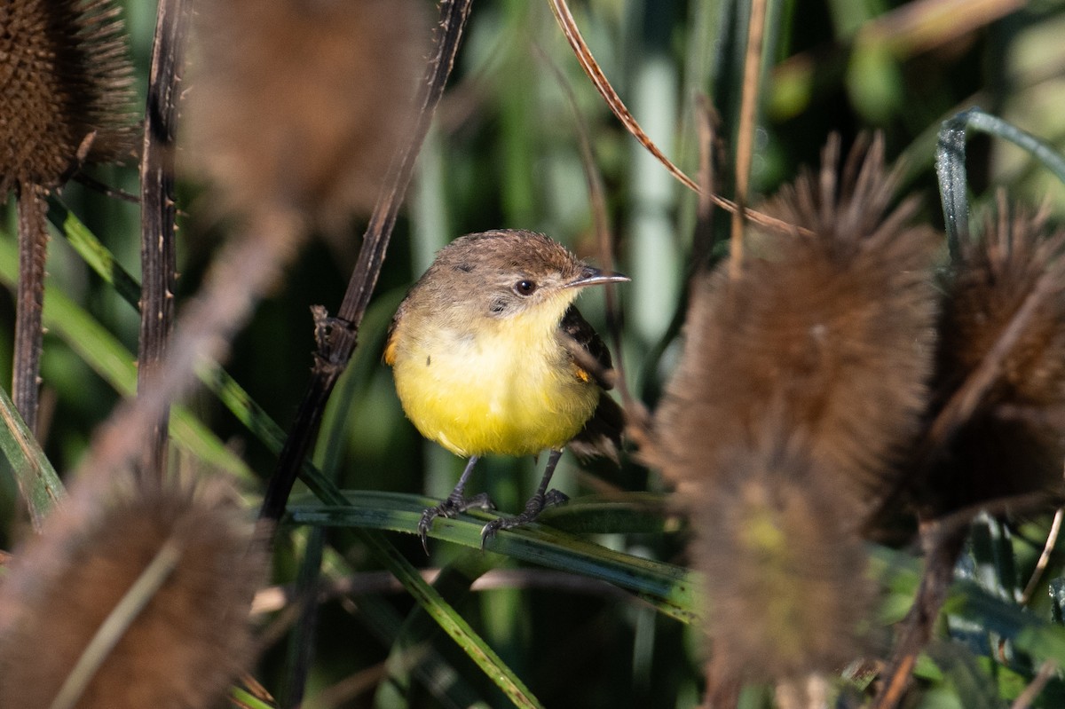 Warbling Doradito - John C. Mittermeier