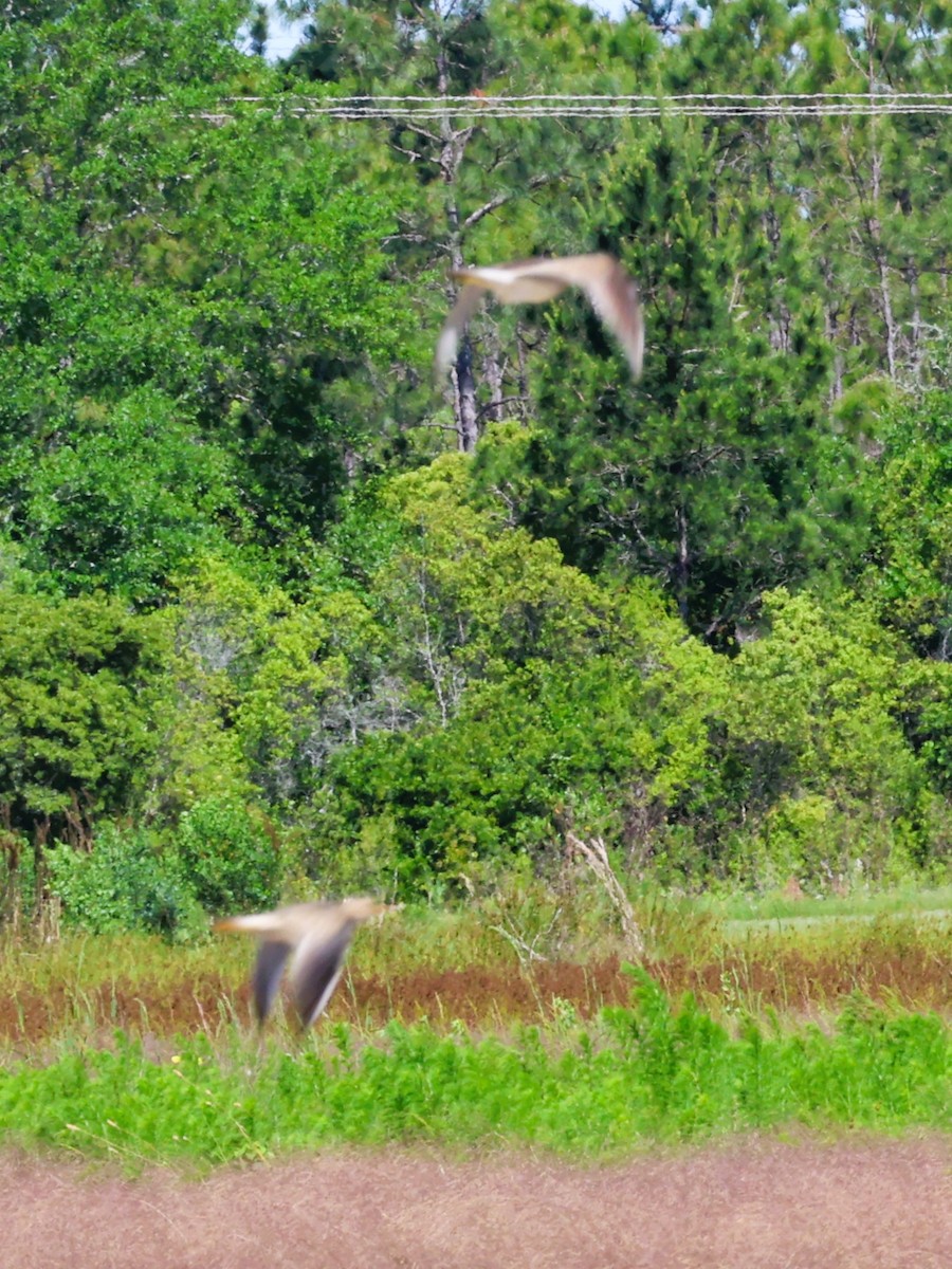 Upland Sandpiper - ML618000774