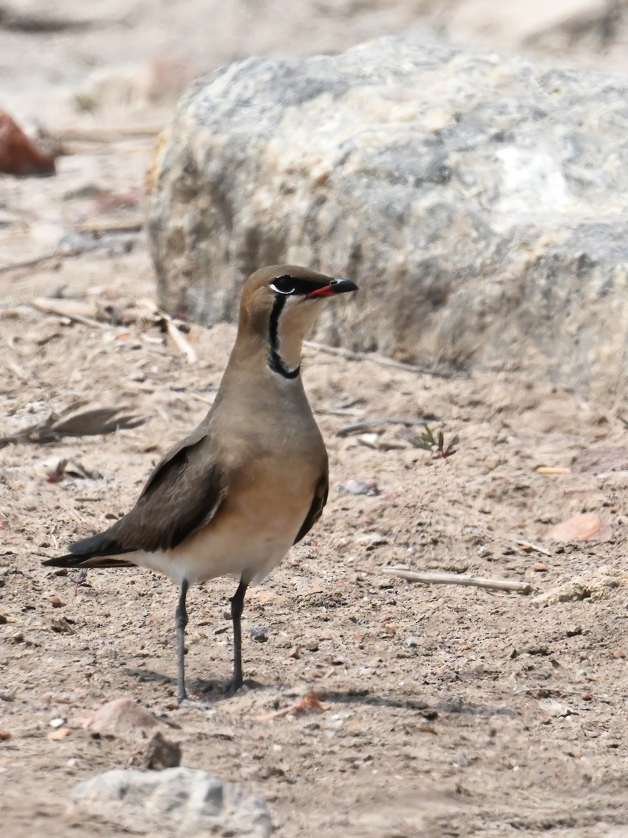 Oriental Pratincole - ML618000781