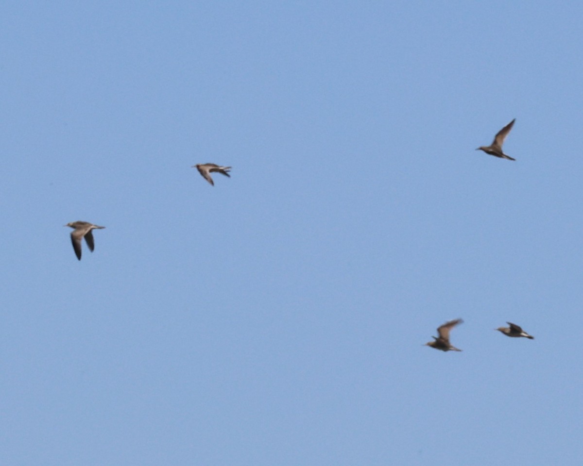 Upland Sandpiper - ML618000802