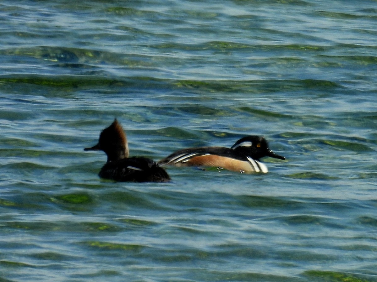 Hooded Merganser - ML618000803