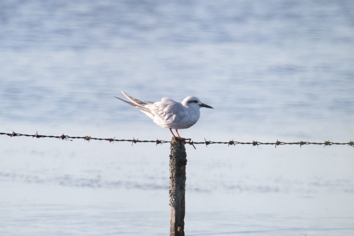 Snowy-crowned Tern - ML618000805