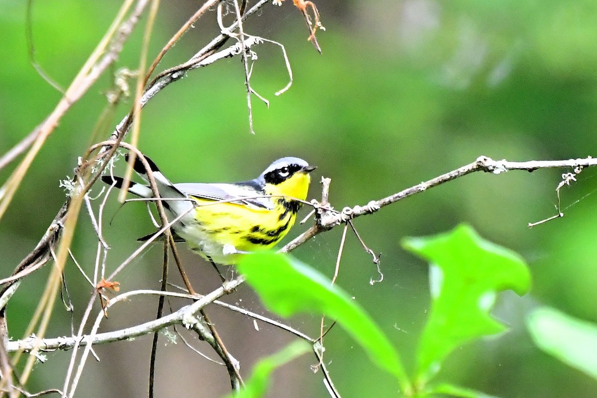 Magnolia Warbler - Marc Bachman