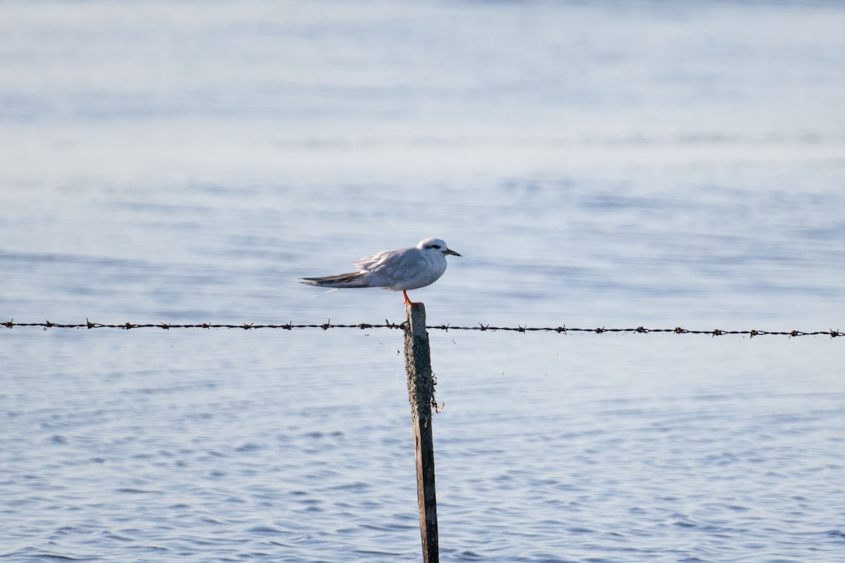 Snowy-crowned Tern - ML618000811