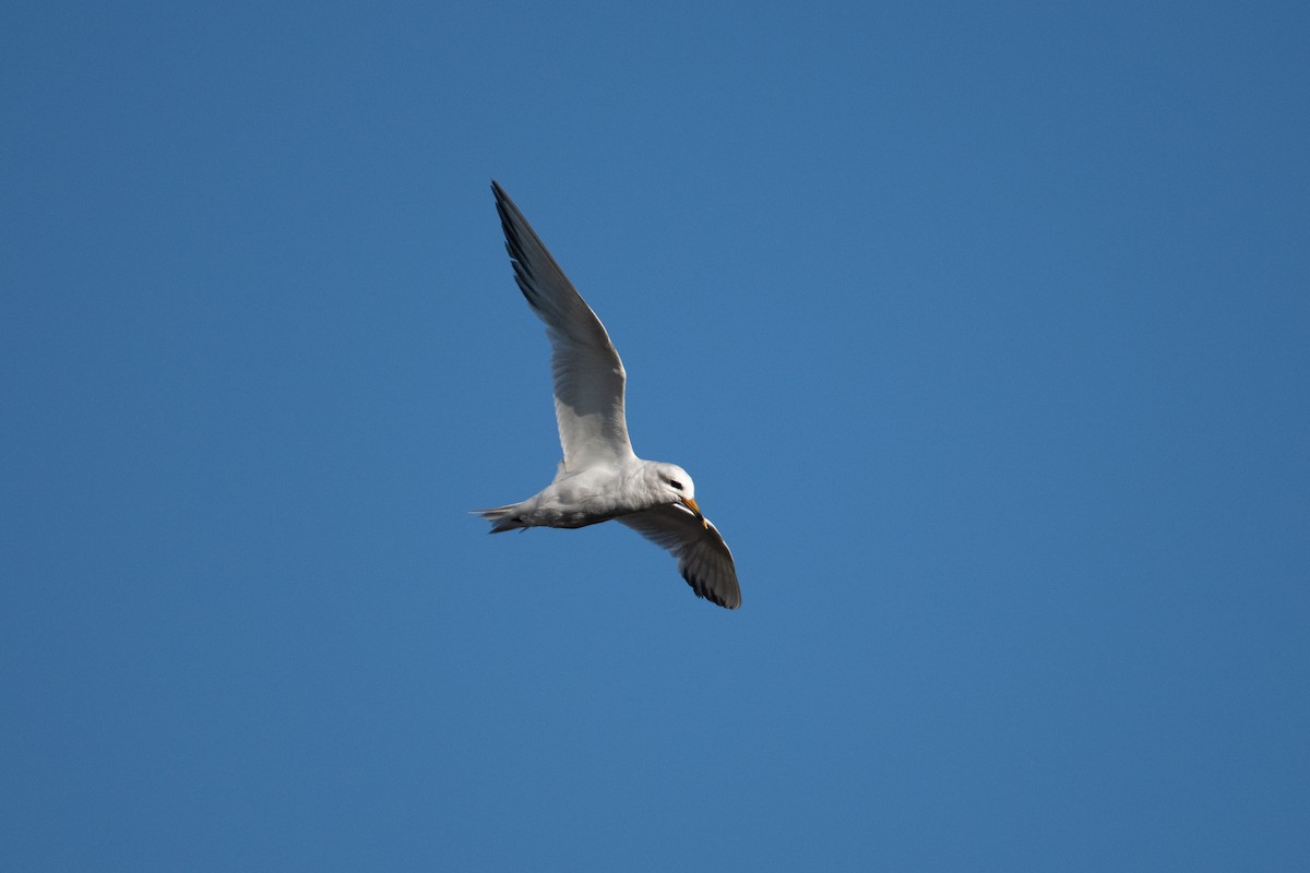 Snowy-crowned Tern - ML618000815