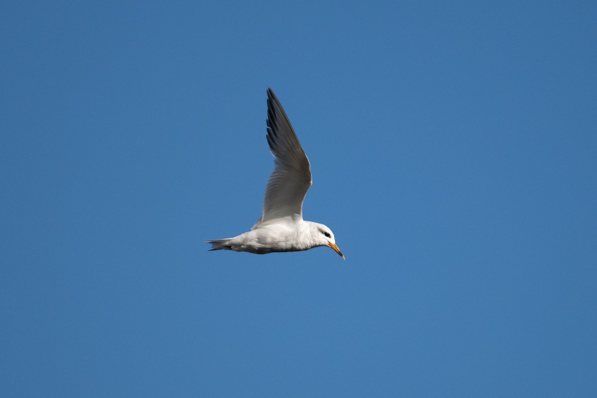 Snowy-crowned Tern - ML618000820