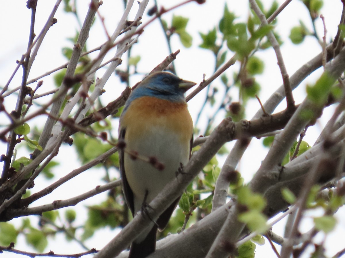 Lazuli Bunting - Bryant Olsen