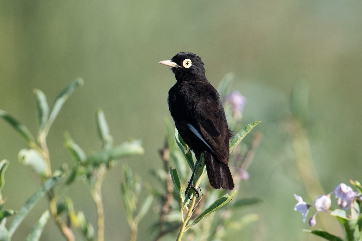 Spectacled Tyrant - ML618000871