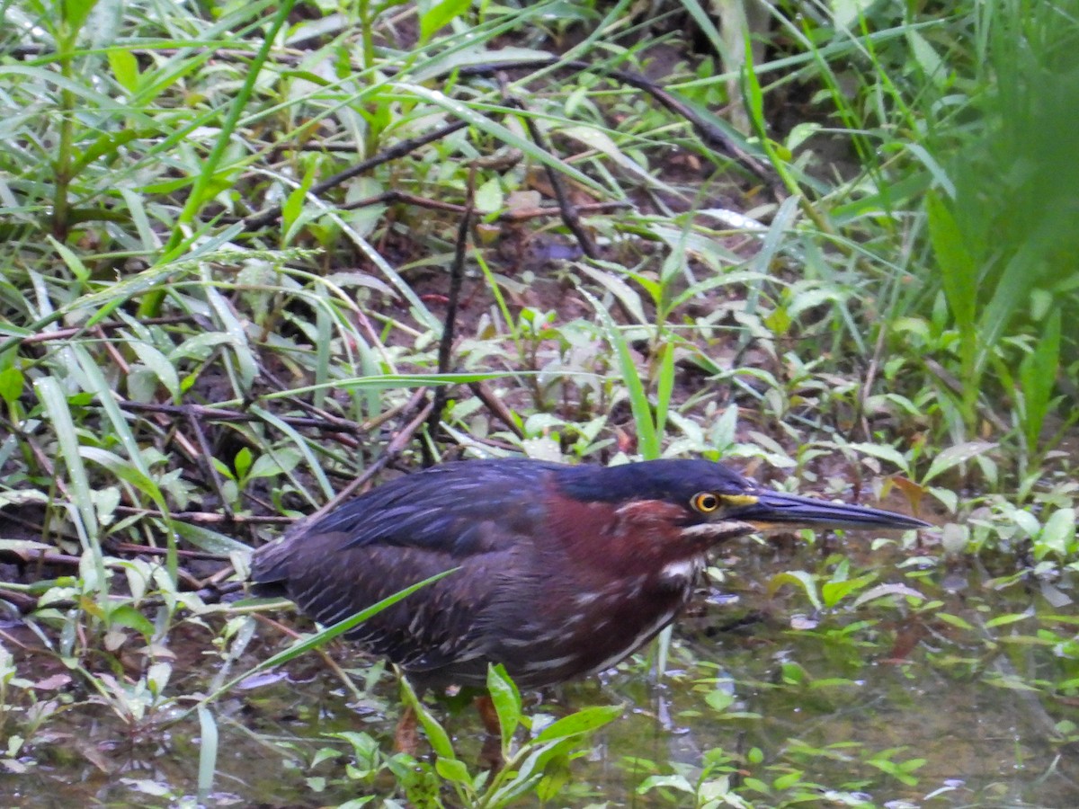 Green Heron - Anonymous