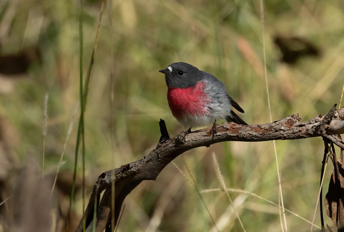 Petroica Rosada - ML618000883