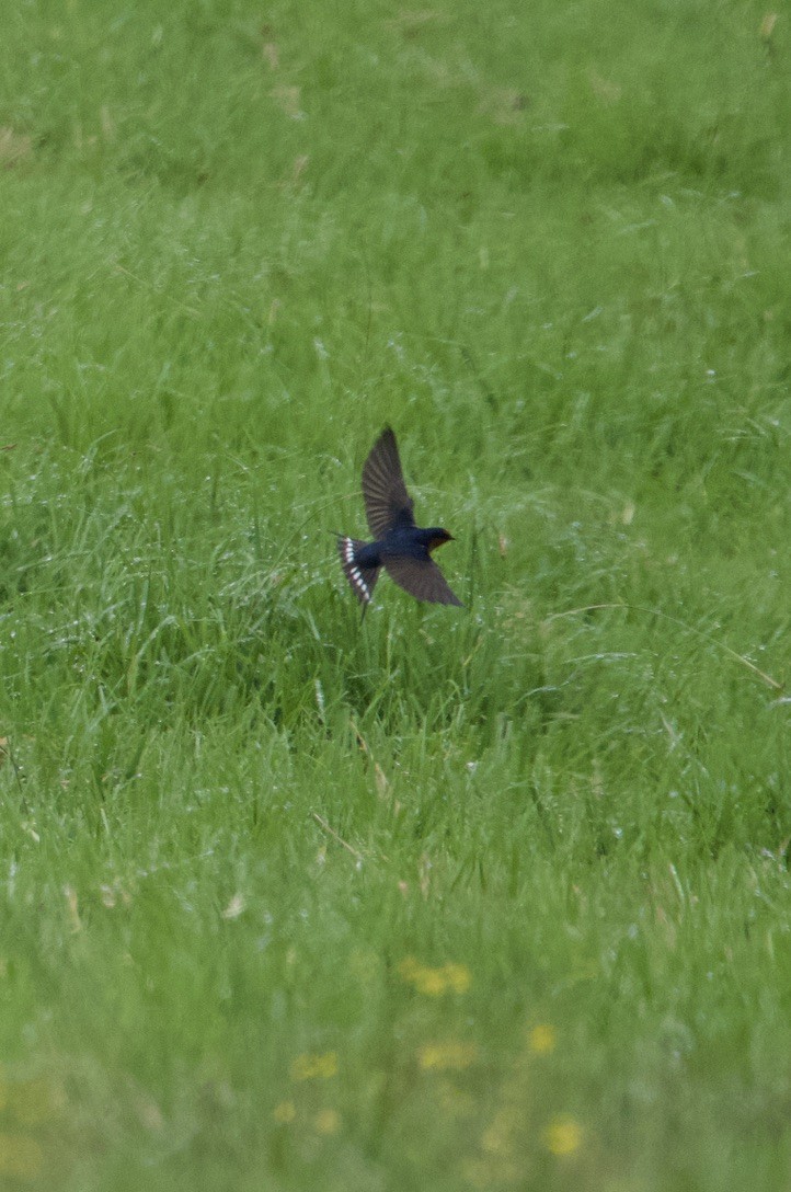 Golondrina Australiana - ML618000913