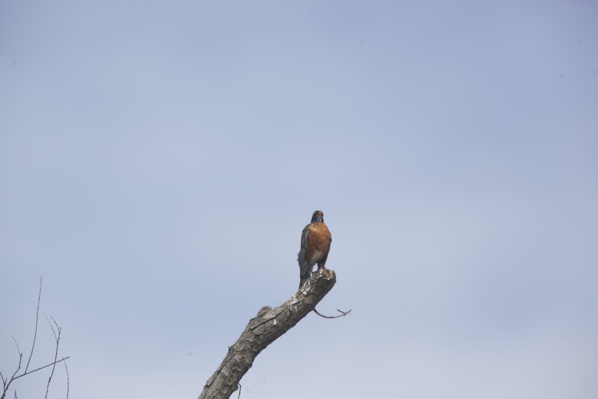 American Robin - ML618000926