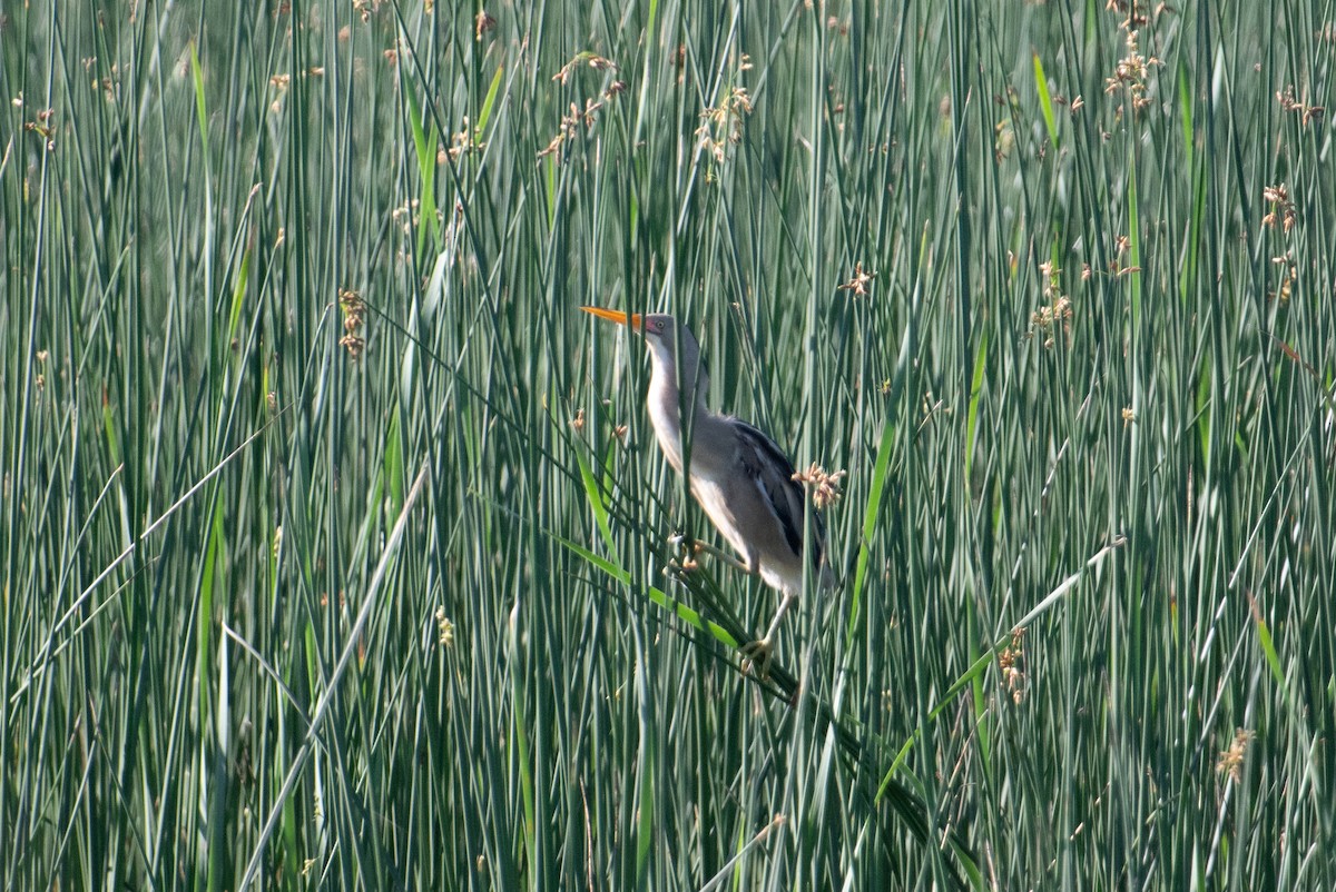 Stripe-backed Bittern - ML618000982