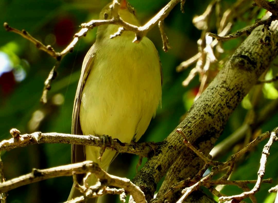 Icterine Warbler - ML618001004