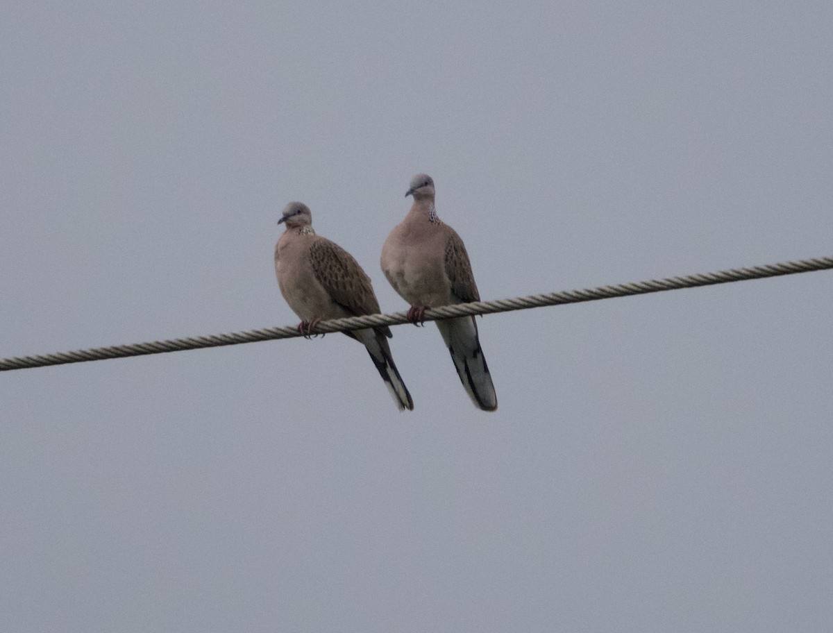 Spotted Dove - ML618001015