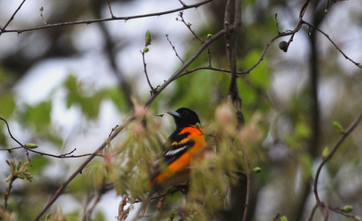 Baltimore Oriole - ML618001026