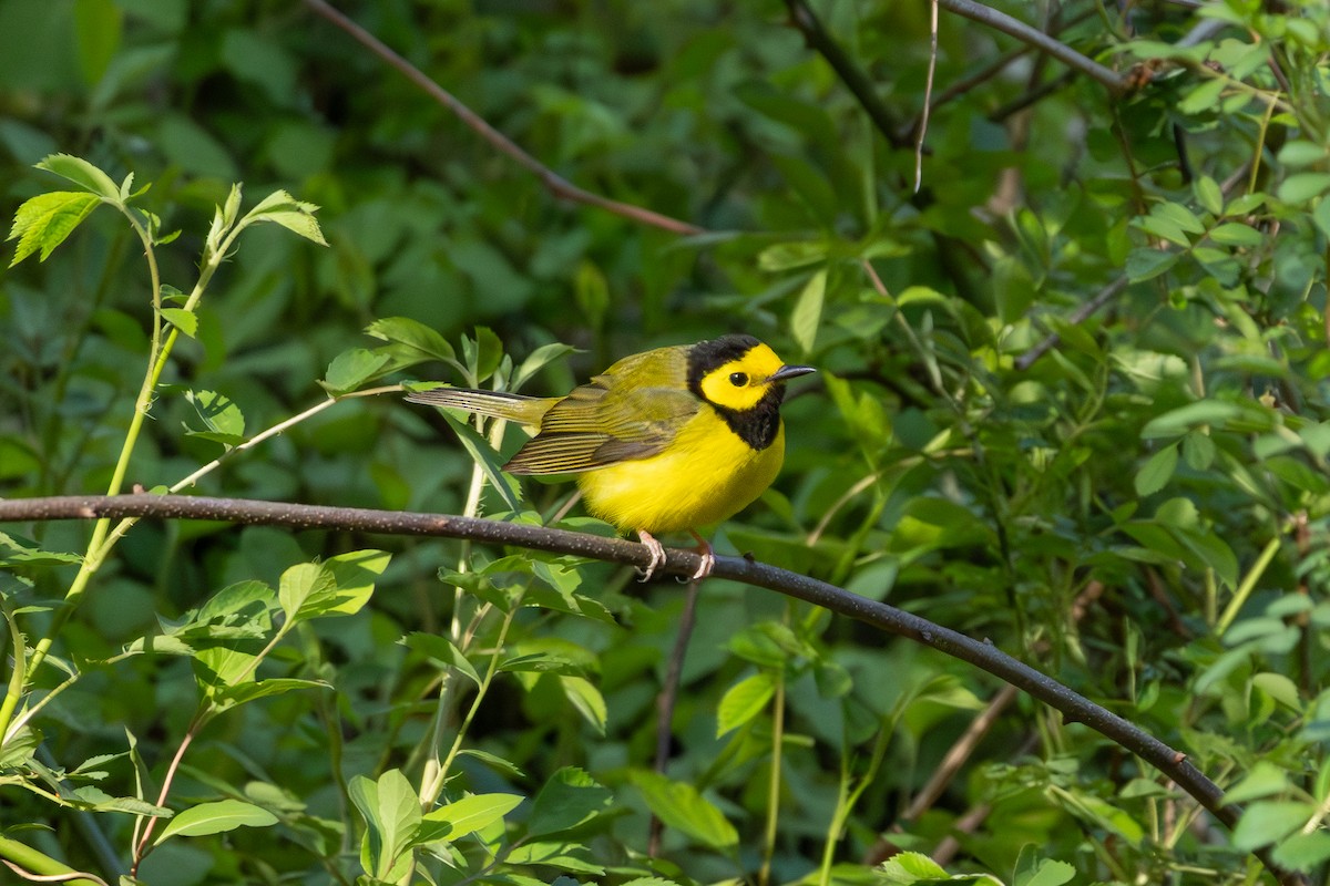 Hooded Warbler - Ian Bell