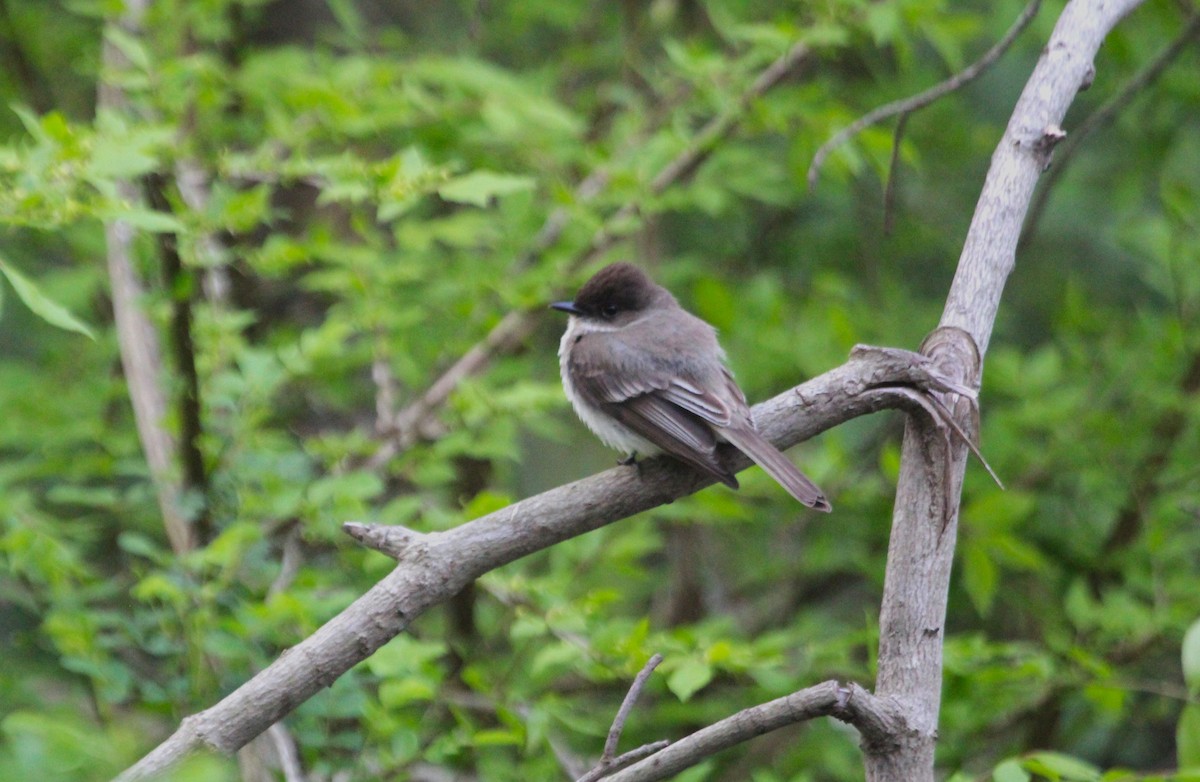 Eastern Phoebe - ML618001088