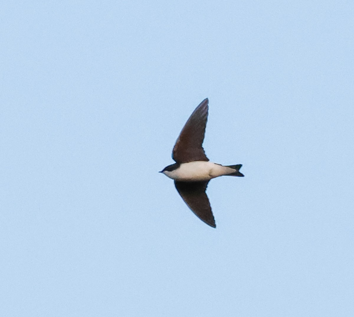 Golondrina Bicolor - ML618001091