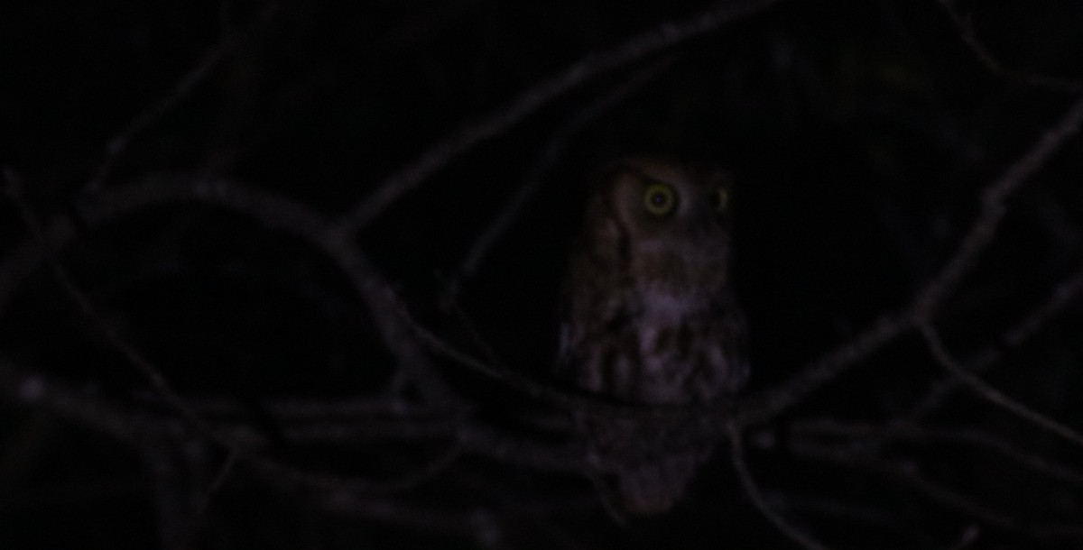 Eastern Screech-Owl - ML618001108