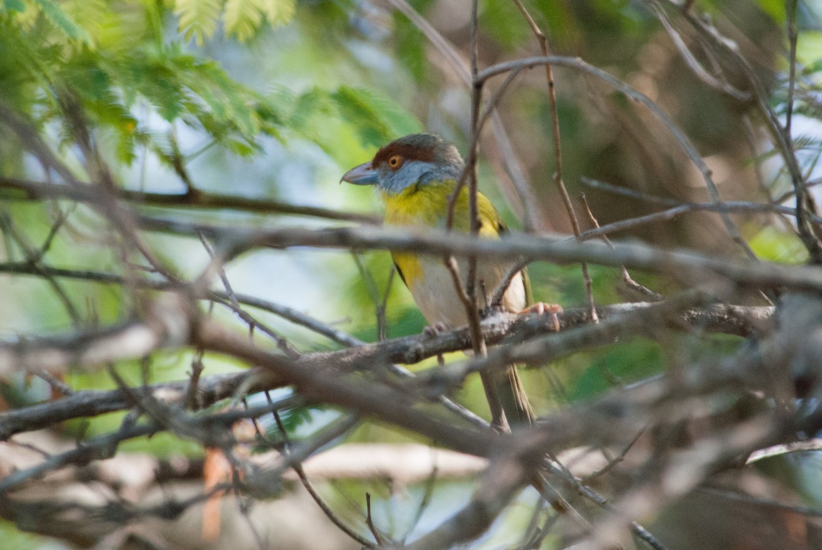 Rufous-browed Peppershrike - Pedro Zamora