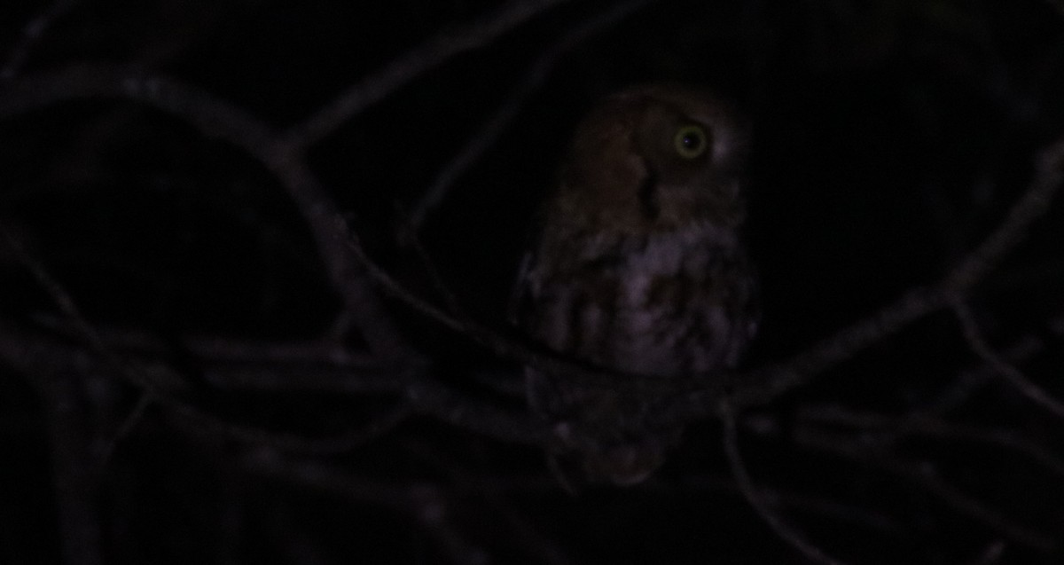 Eastern Screech-Owl - ML618001123