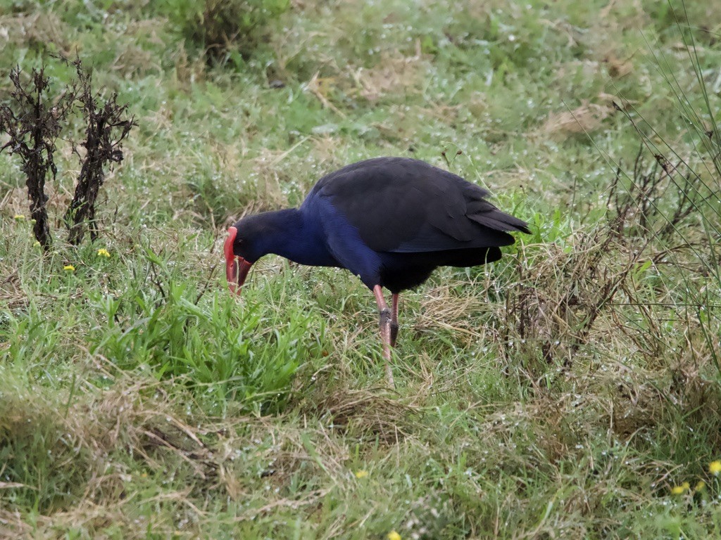 Australasian Swamphen - ML618001139