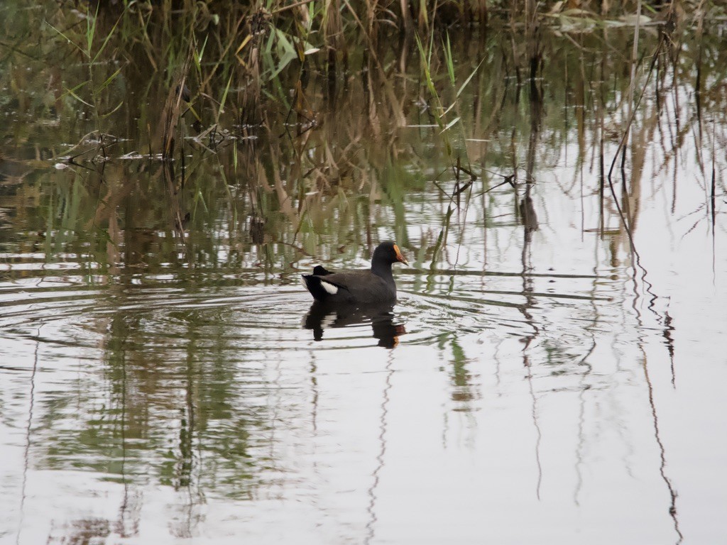 Dusky Moorhen - ML618001146