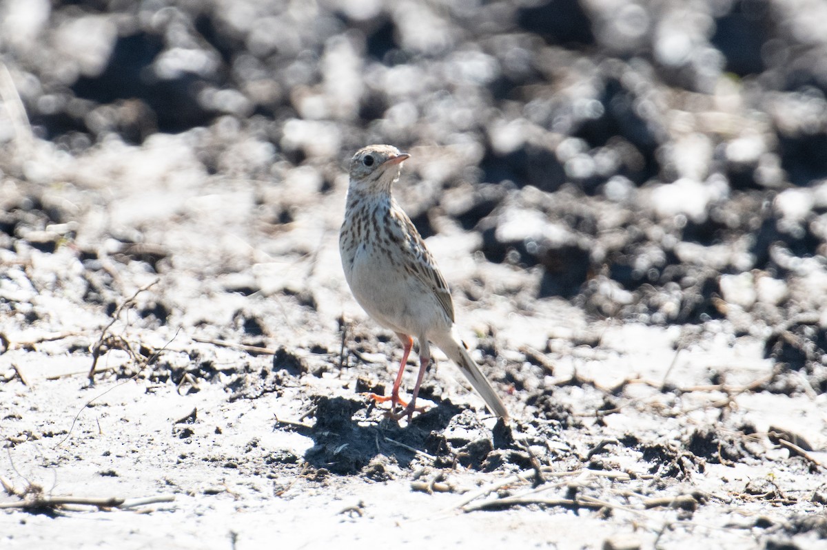 Short-billed Pipit - ML618001161