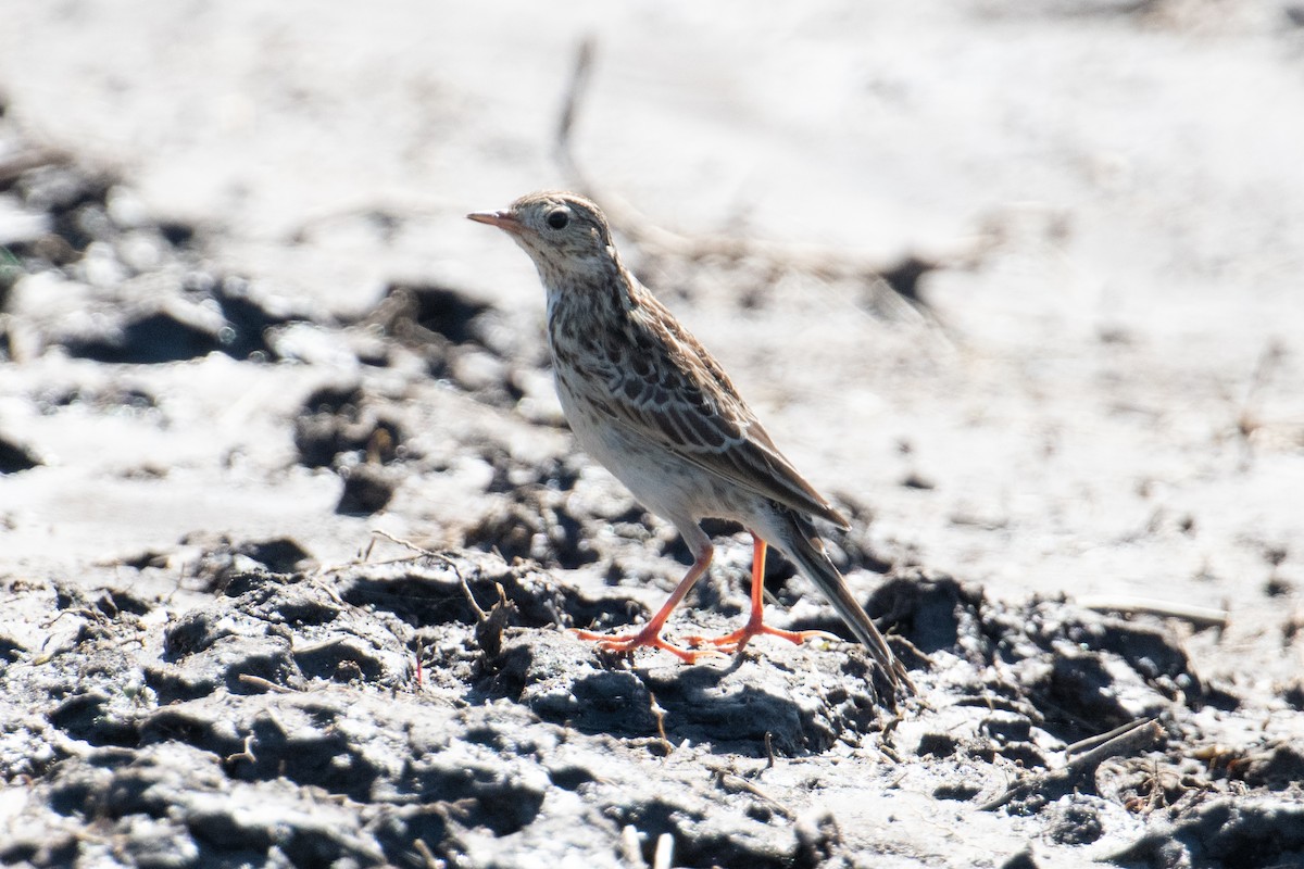 Pipit à plastron - ML618001170