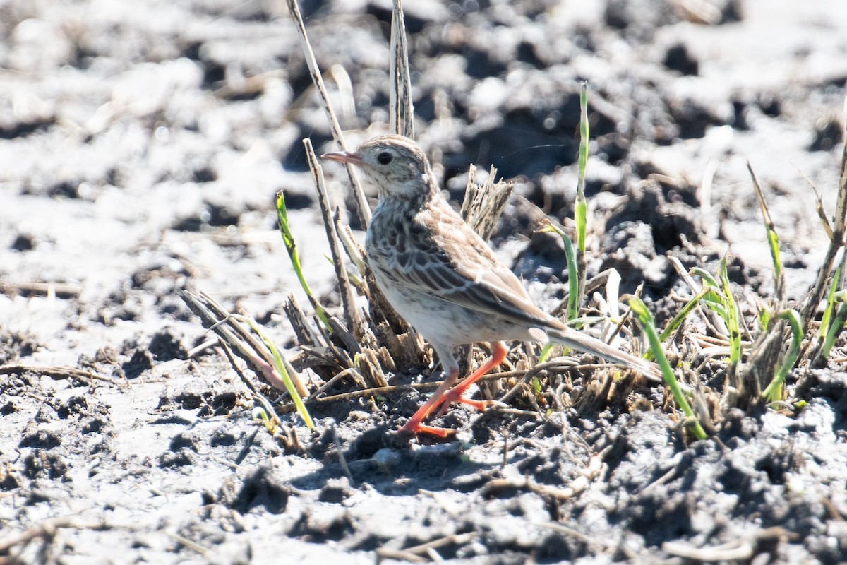 Short-billed Pipit - ML618001174