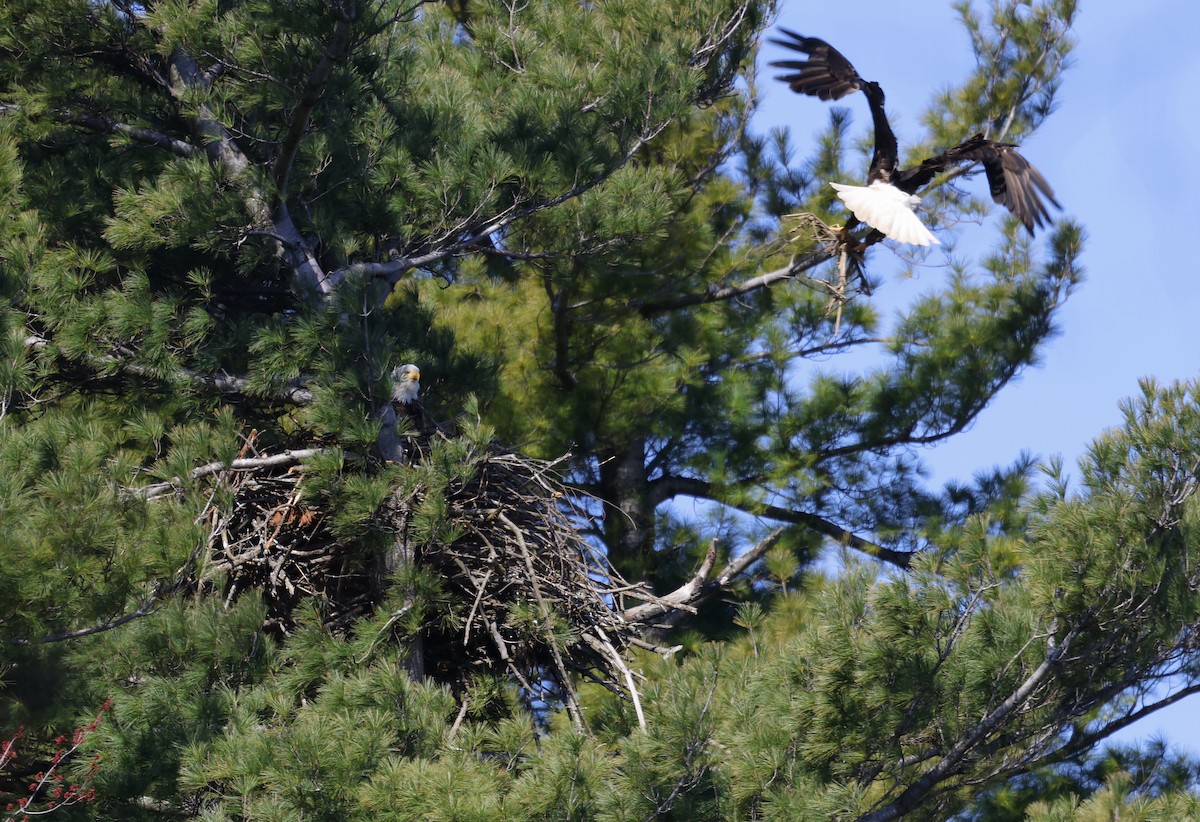 Weißkopf-Seeadler - ML618001229