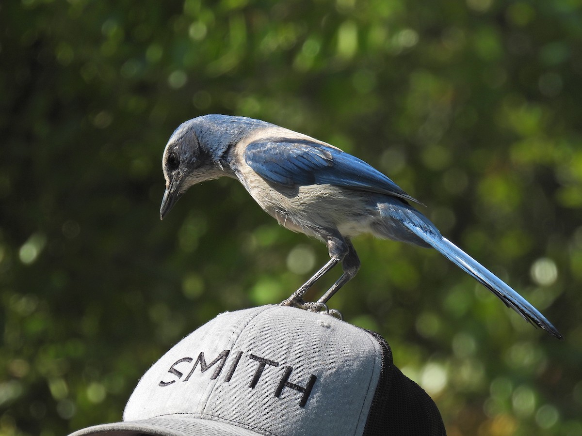 Florida Scrub-Jay - ML618001266