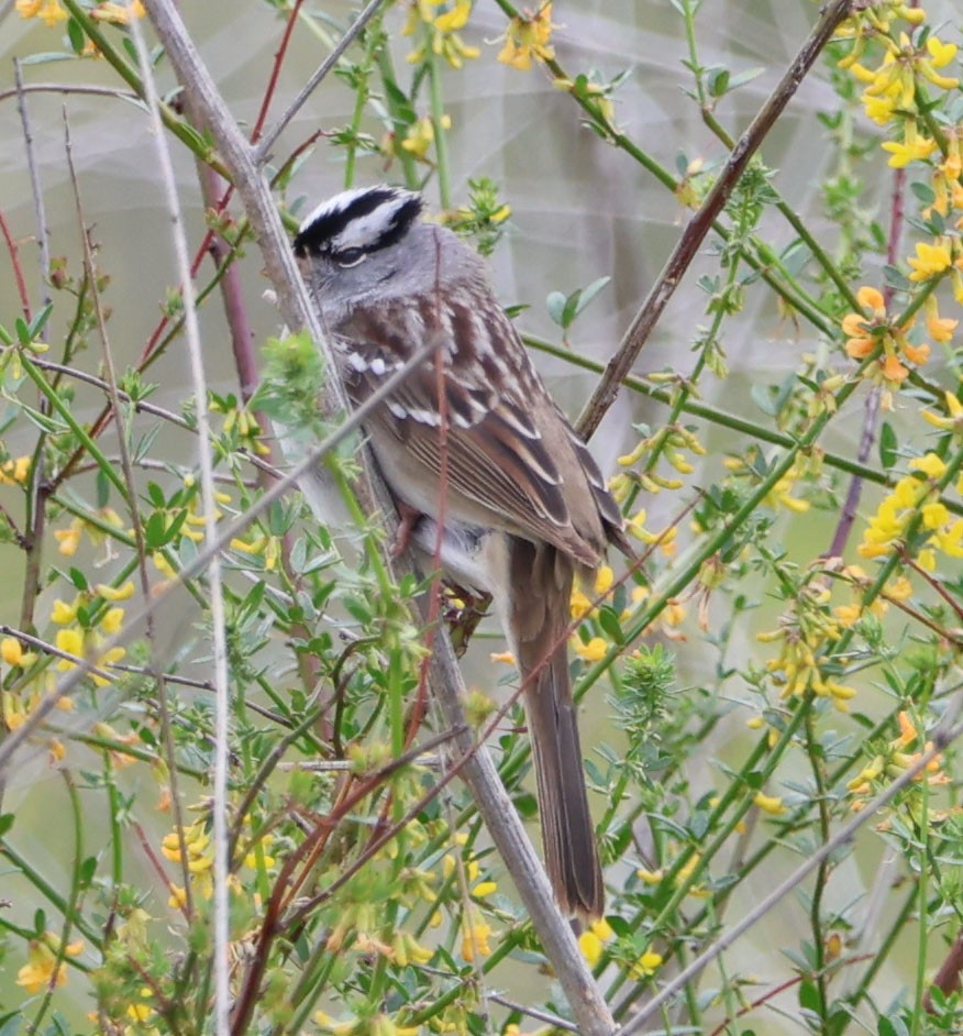 White-crowned Sparrow - ML618001272