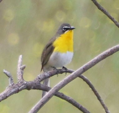 Yellow-breasted Chat - ML618001279