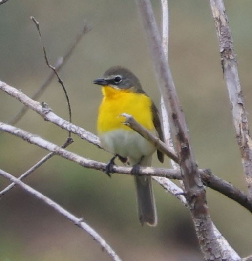 Yellow-breasted Chat - ML618001280