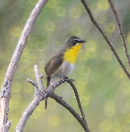Yellow-breasted Chat - ML618001281