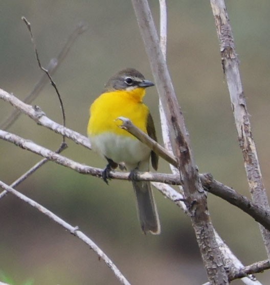 Yellow-breasted Chat - ML618001282
