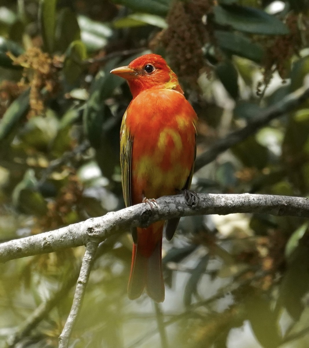 Summer Tanager - ML618001315