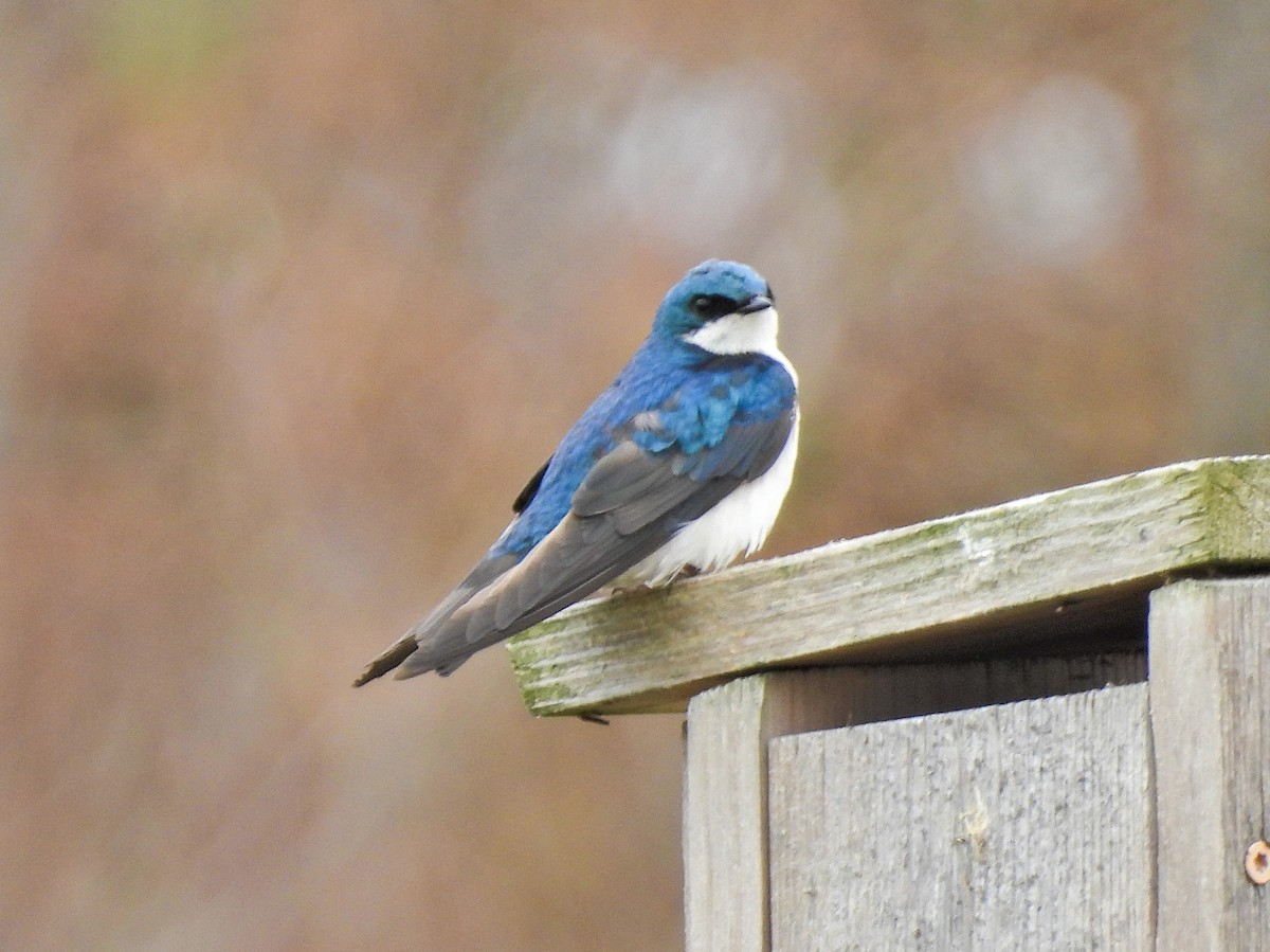 Tree Swallow - ML618001380