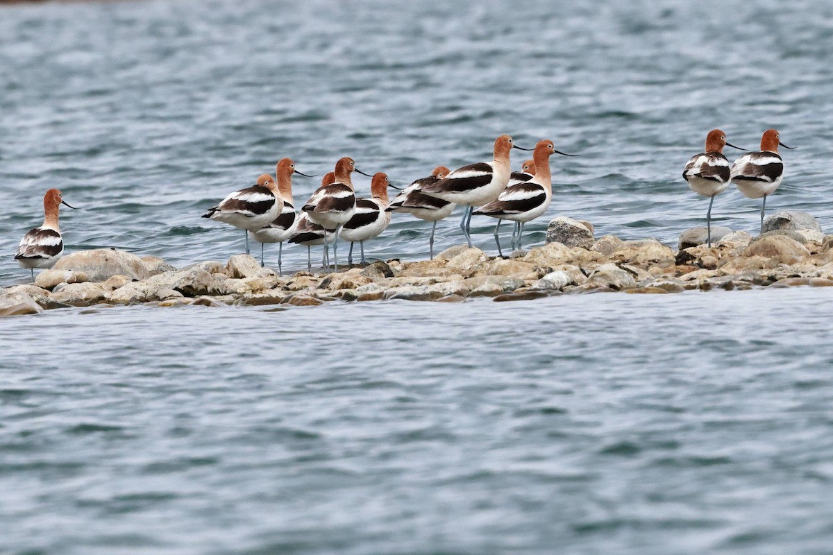 Avocette d'Amérique - ML618001387