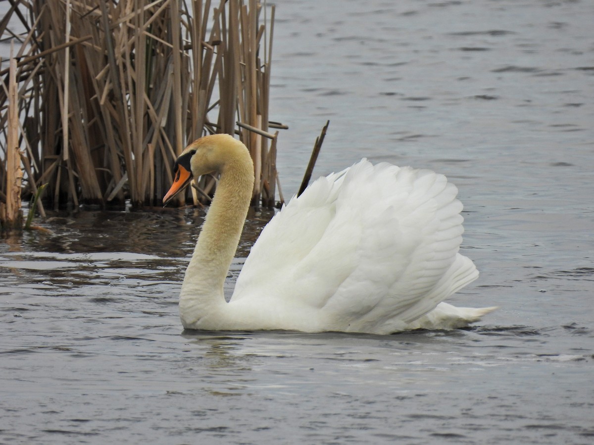 Cygne tuberculé - ML618001396