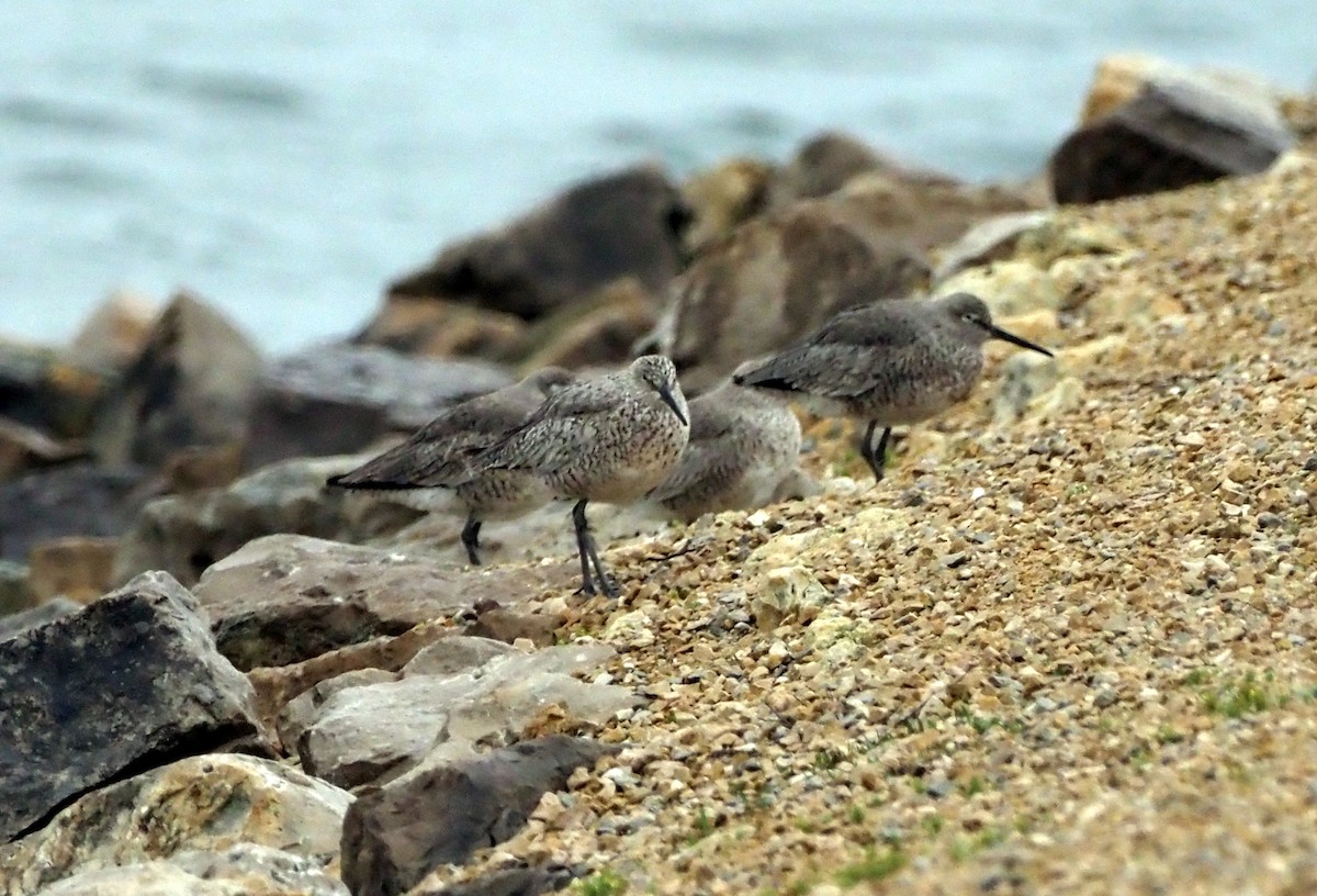 Willet (Western) - ML618001401