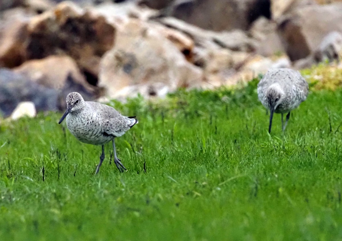 Willet (Western) - ML618001402