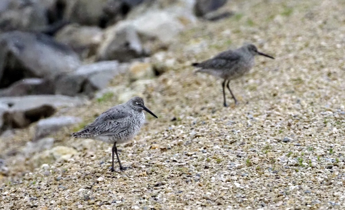 Willet (Western) - ML618001403