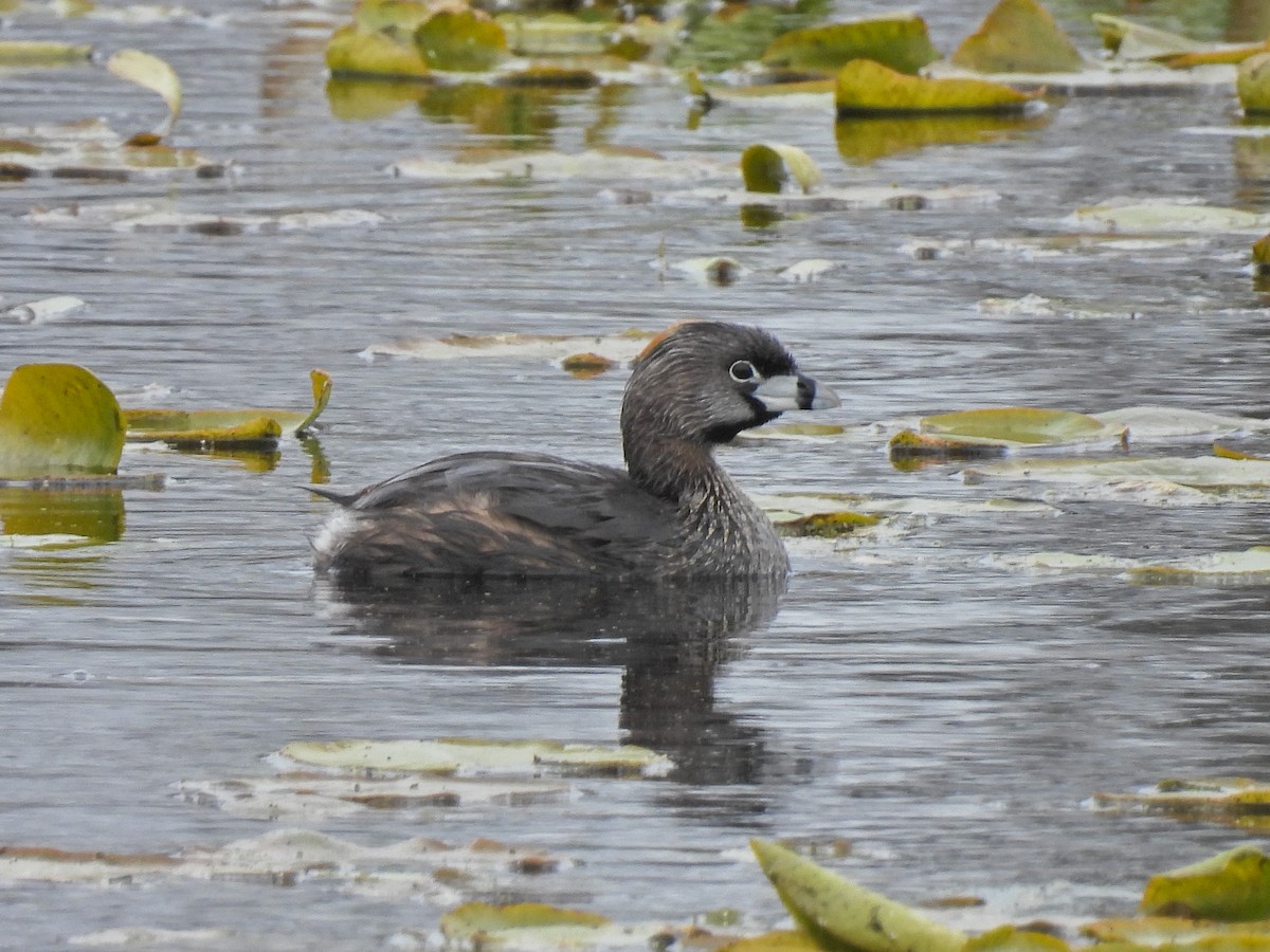 Pied-billed Grebe - ML618001411