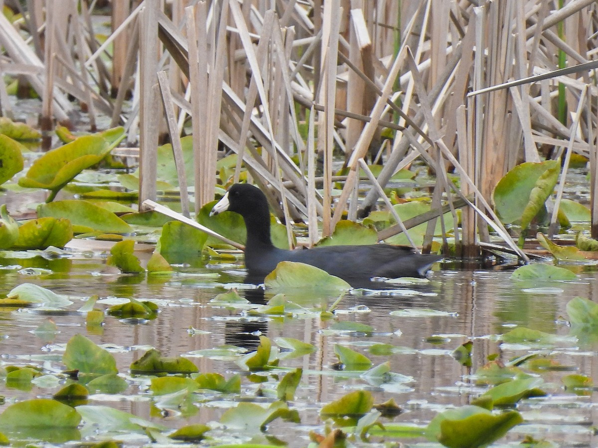 American Coot - ML618001417